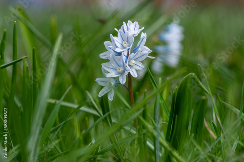 Obraz na płótnie Puschkinia scilloides early spring bulbous flowers in bloom, small white and blue flowering plant, called striped lebanon squill w salonie