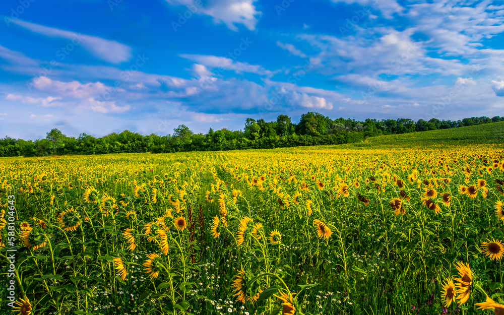 scenic nature scenery, blooming yellow sunflowers on the field, Provence, France, Europe