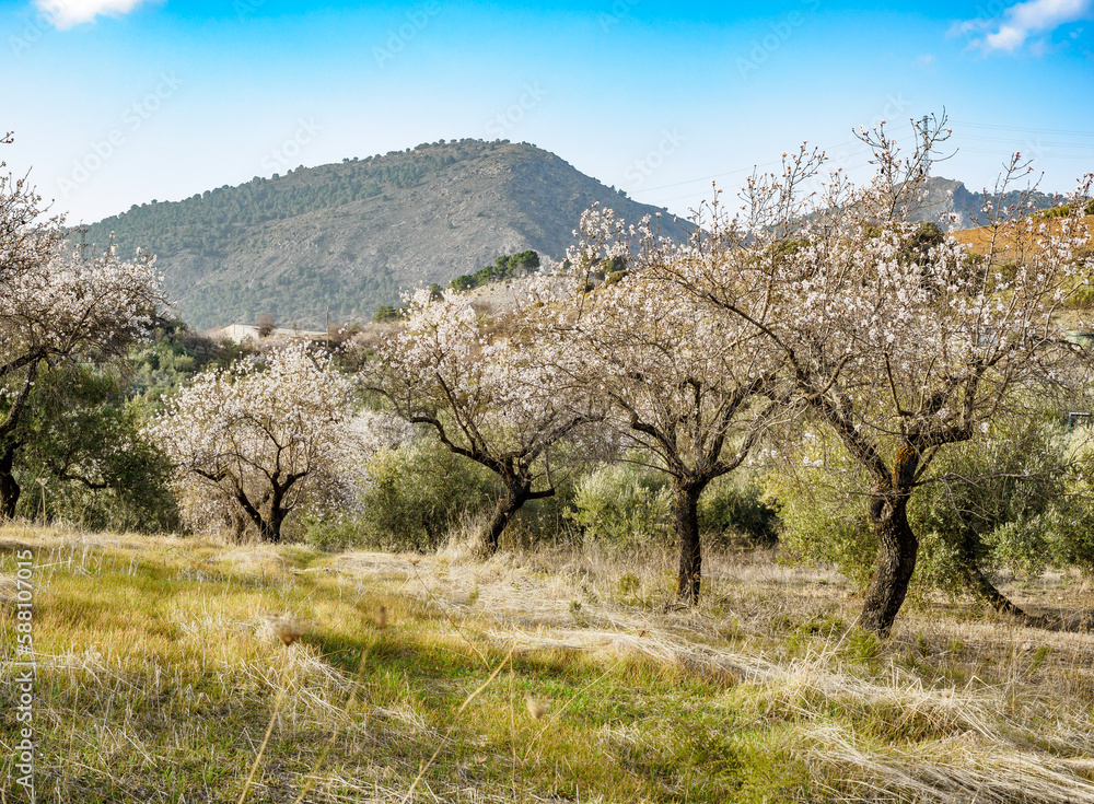 Flowered Almond trees near Beas de Granada , Spain Flowered Almond trees near Beas de Granada , Spain