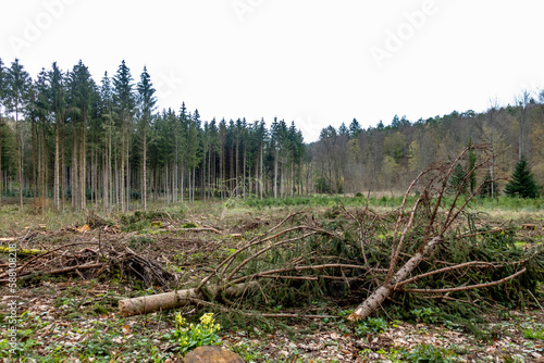 Abholzung im Mischwald im Frühjahr