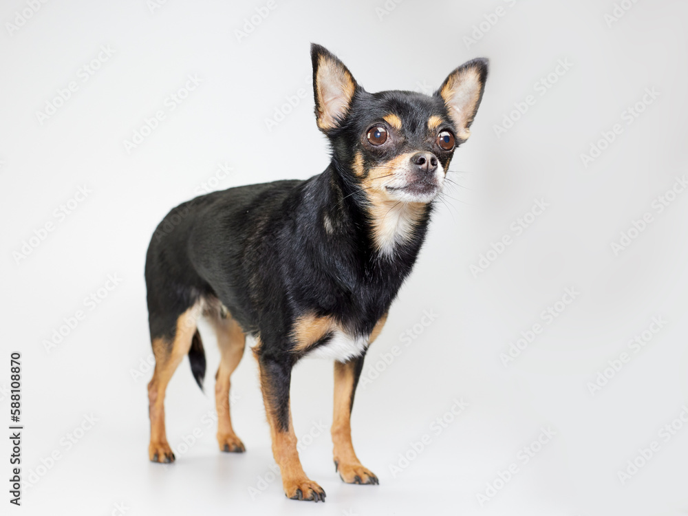 Studio portrait of black chihuahua on white background Studio portrait of black chihuahua on white background