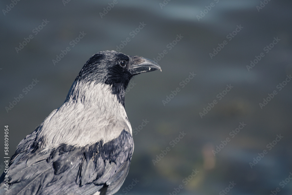 Fototapeta premium crow in the snow