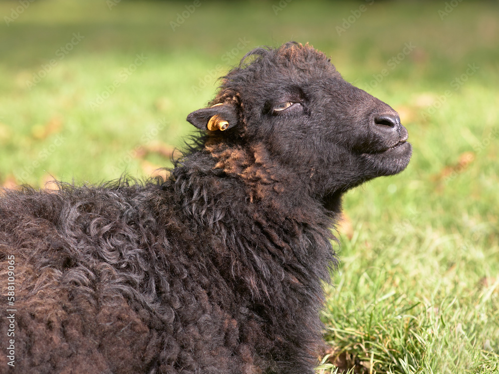 Close up of brown female ouessant sheep Close up of brown female ouessant sheep