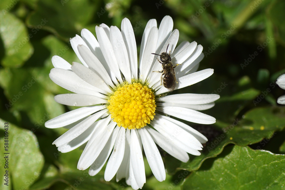 Obraz premium Small female bee Lasioglossum morio, subgenus Dialictus, family Halictidae on a flower of common daisy Bellis perennis, family Asteraceae. Spring,