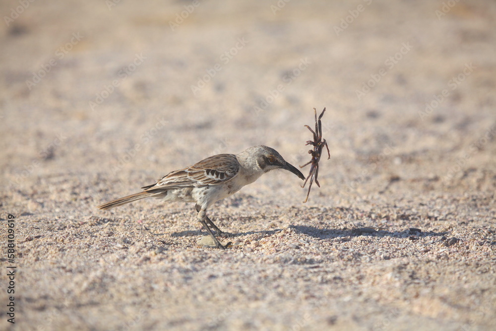 Galapagos mockingbird catching a crab, Galapagos Islands, Ecuador Galapagos mockingbird catching a crab, Galapagos Islands, Ecuador