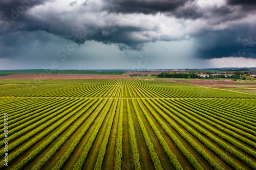 Splendid scene of green rows of black currant bushes and dark storm clouds.