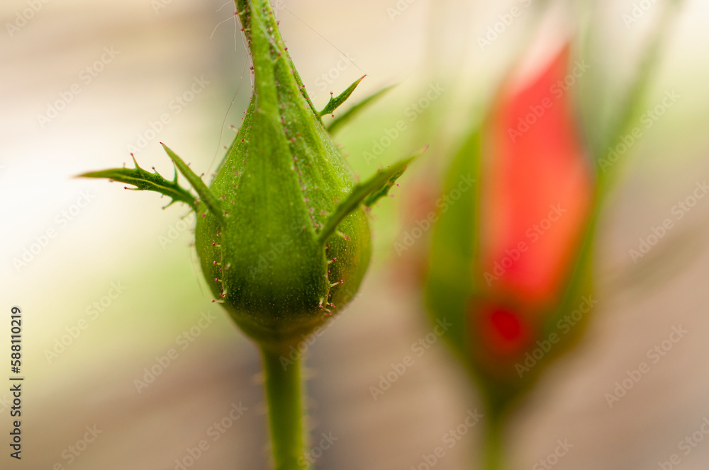 Obraz premium Unopened rose green bud