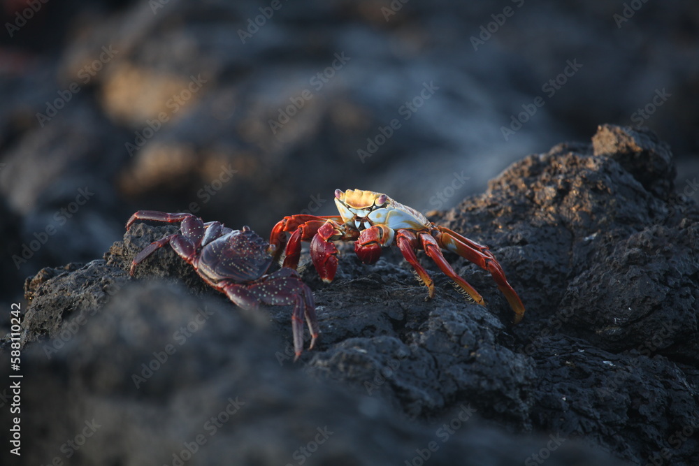 Sally Lightfoot crabs, Galapagos Islands, Ecuador Sally Lightfoot crabs, Galapagos Islands, Ecuador