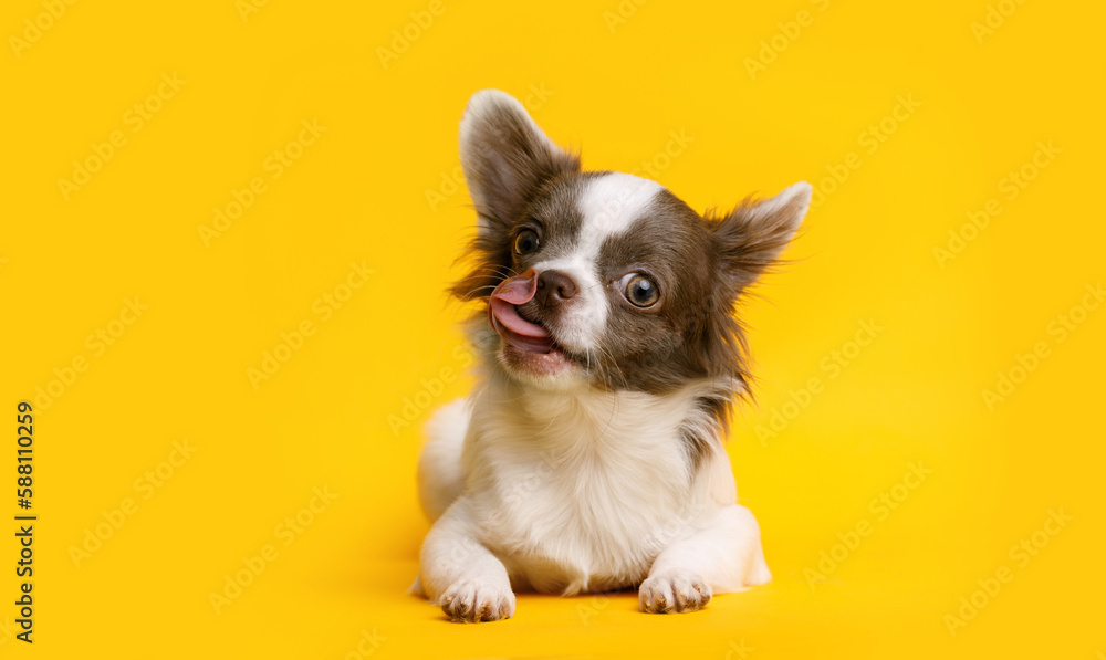 Portraite of cute puppy chihuahua. Little smiling dog on bright trendy yellow background. Free space for text. - obrazy, fototapety, plakaty 