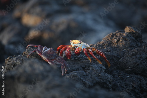 Sally Lightfoot crabs, Galapagos Islands, Ecuador