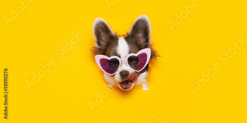 Portraite of cute puppy chihuahua in funny glasses climbs out of hole in colored background. Little smiling dog on trendy pastel pink background. © KDdesignphoto