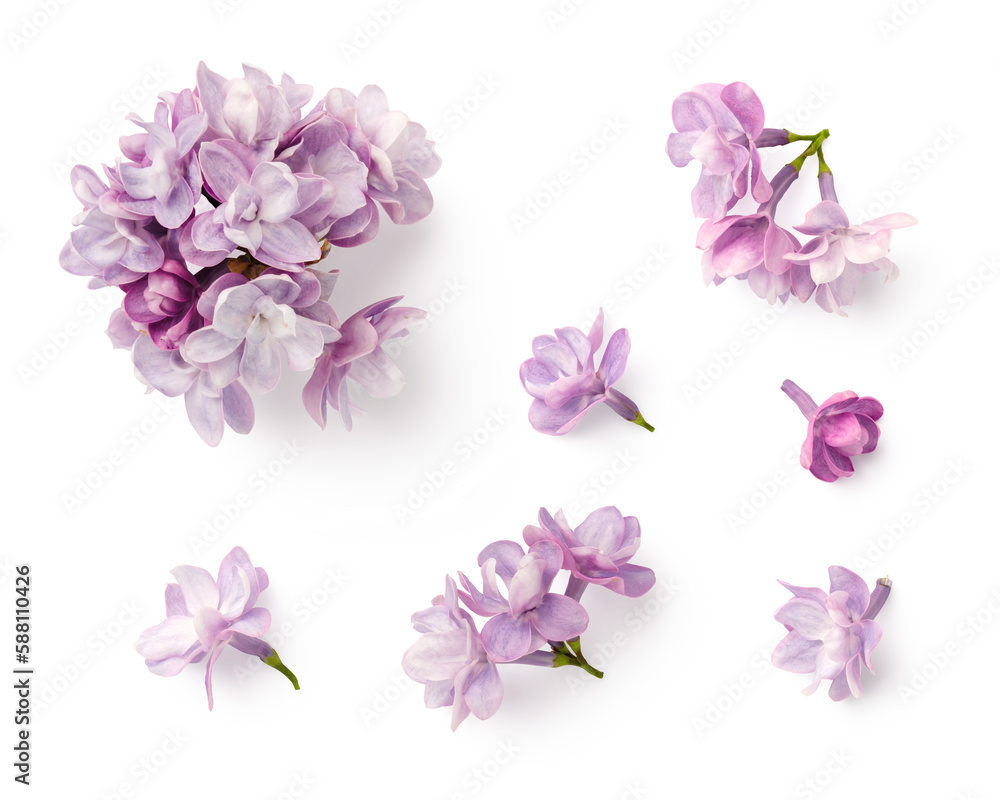 set / collection of small purple lilac flowers isolated over a transparent background, floral spring design elements with subtle shadows, top view / flat lay - obrazy, fototapety, plakaty 