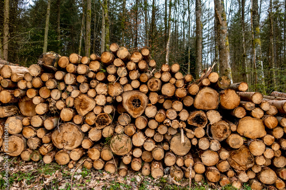 Gestapelte Baumstämme nach Abholzung im Mischwald