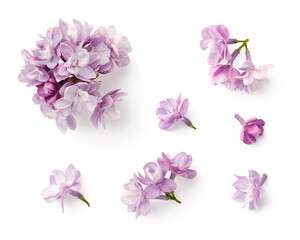 set / collection of small purple lilac flowers isolated over a transparent background, floral spring design elements with subtle shadows, top view / flat lay