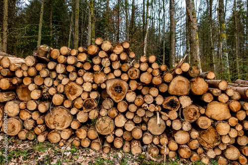 Gestapelte Baumst  mme nach Abholzung im Mischwald