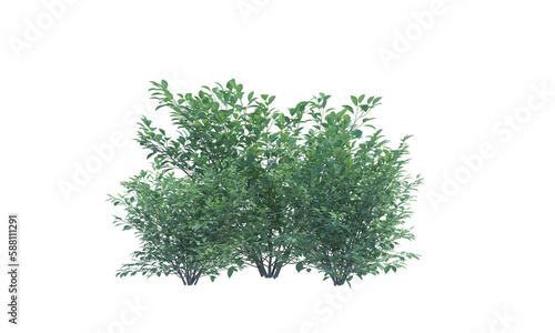 Spicebush bush shrub png alpha channel