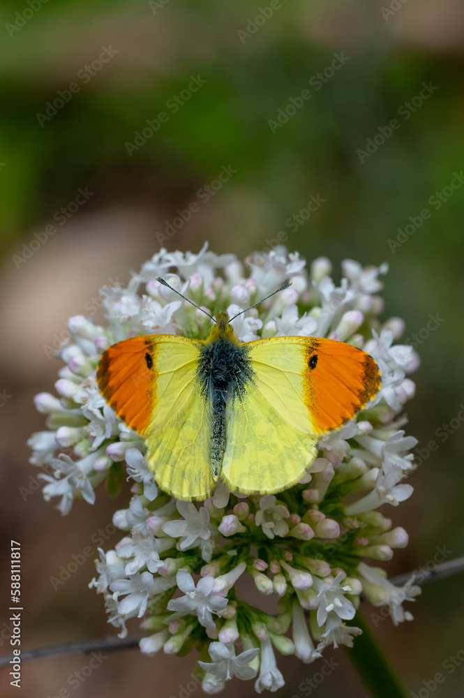 Obraz premium Süslü Damone » Anthocharis damone » Eastern Orange-tip