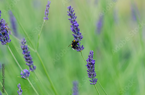 bee in purple lavender flower