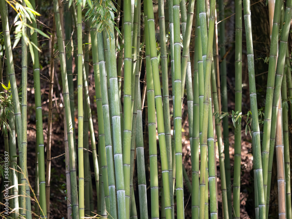 detail of bamboo forest in a botanic garden detail of bamboo forest in a botanic garden