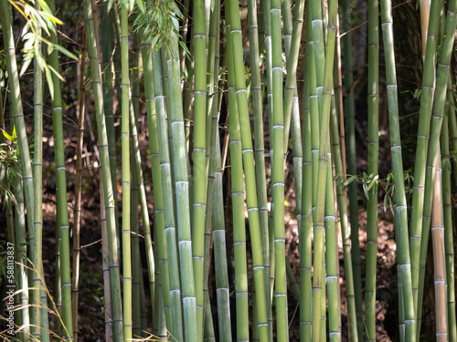detail of bamboo forest in a botanic garden