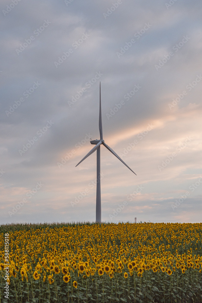 Windmills in a field of sunflowers at sunset