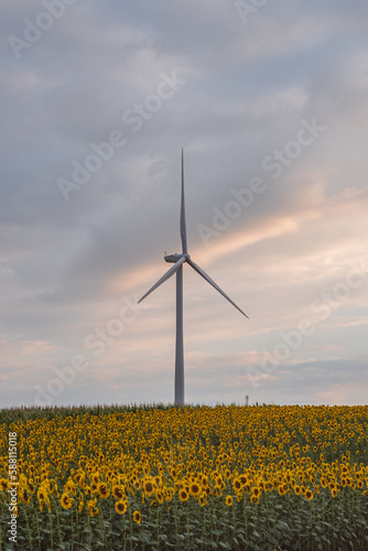 Windmills in a field of sunflowers at sunset © Branimir