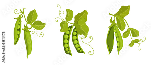 Summer vegetables, ripe green pea pods.Vector graphics.	