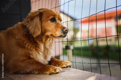 Golden retriever puppy guarding his teritory near fence photo