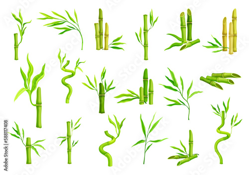 Bamboo Evergreen Plant with Hollow Stem and Green Foliage Big Vector Set