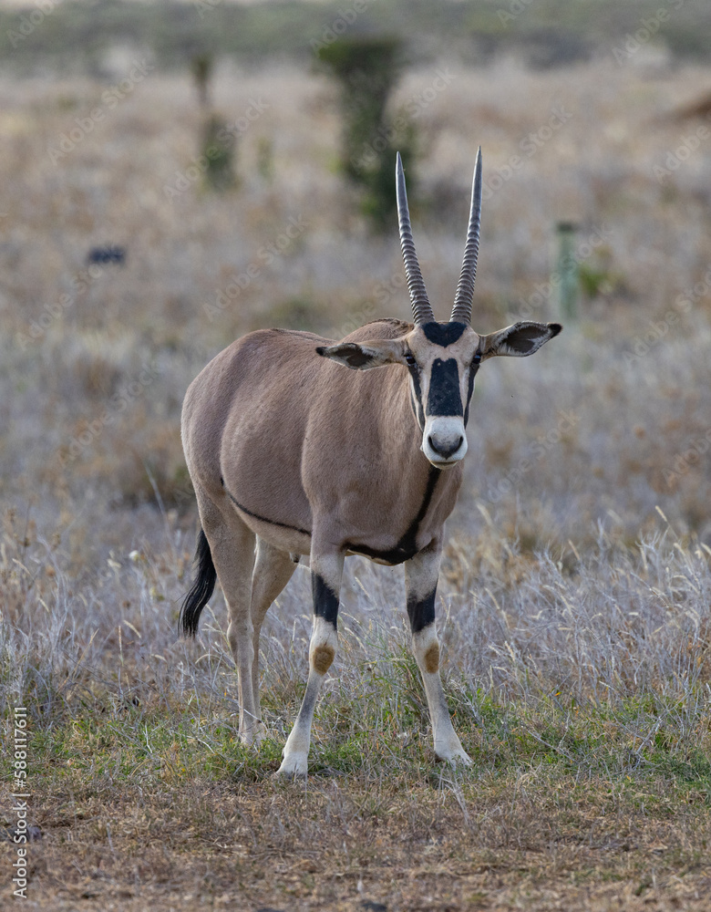 Fototapeta premium Oryx at sunset in Kenya