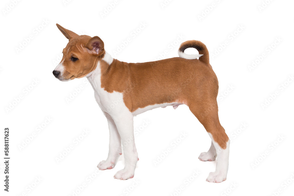 Small basenji breed puppy side view