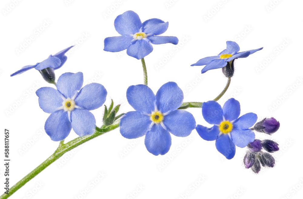 blue fine forget-me-not six blooms small group blue fine forget-me-not six blooms small group
