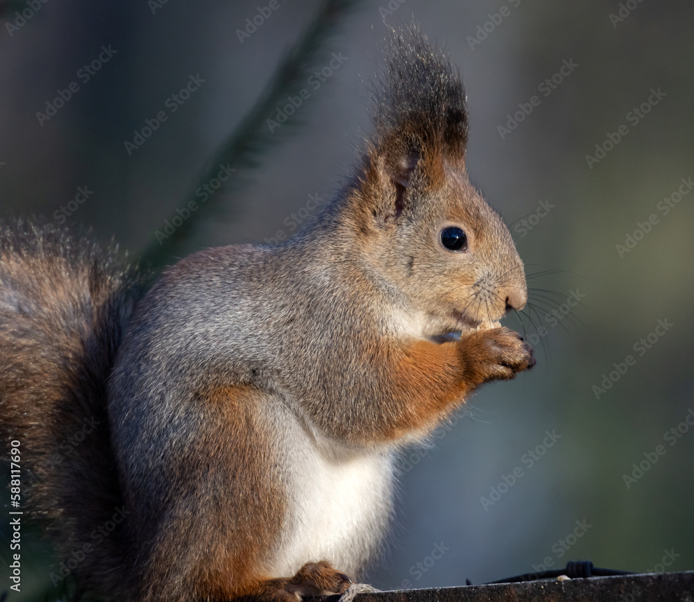 eating winter fluffy squirrel photo eating winter fluffy squirrel photo