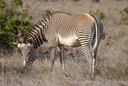 Rare grevy zebra feeding in grassland