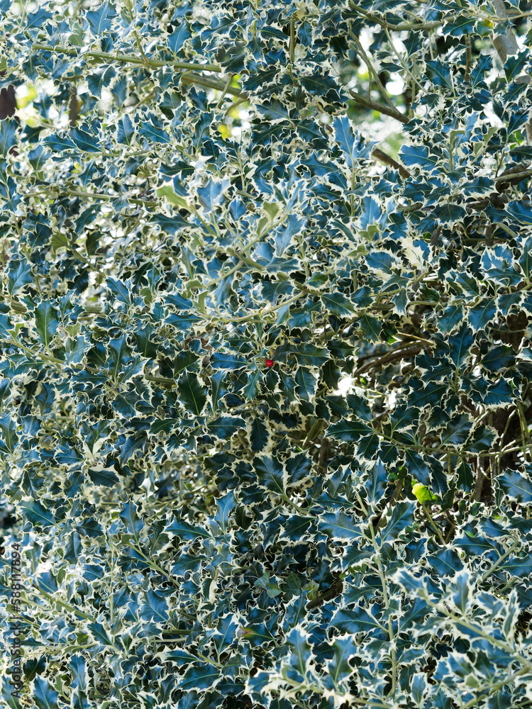 Ilex aquifolium 'Argentea marginata' | Variegated European holly, ornamental shrub with green foliage and spiny white edge, coral red berries in winter
Ilex aquifolium 'Argentea marginata' | Variegated European holly, ornamental shrub with green foliage and spiny white edge, coral red berries in winter