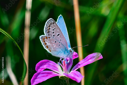 Blue butterfly on purple flower on blurred green background