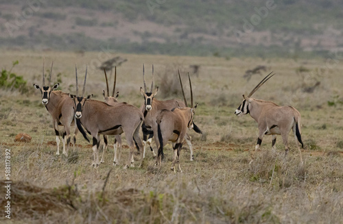 Herd of Oryx in Kenya