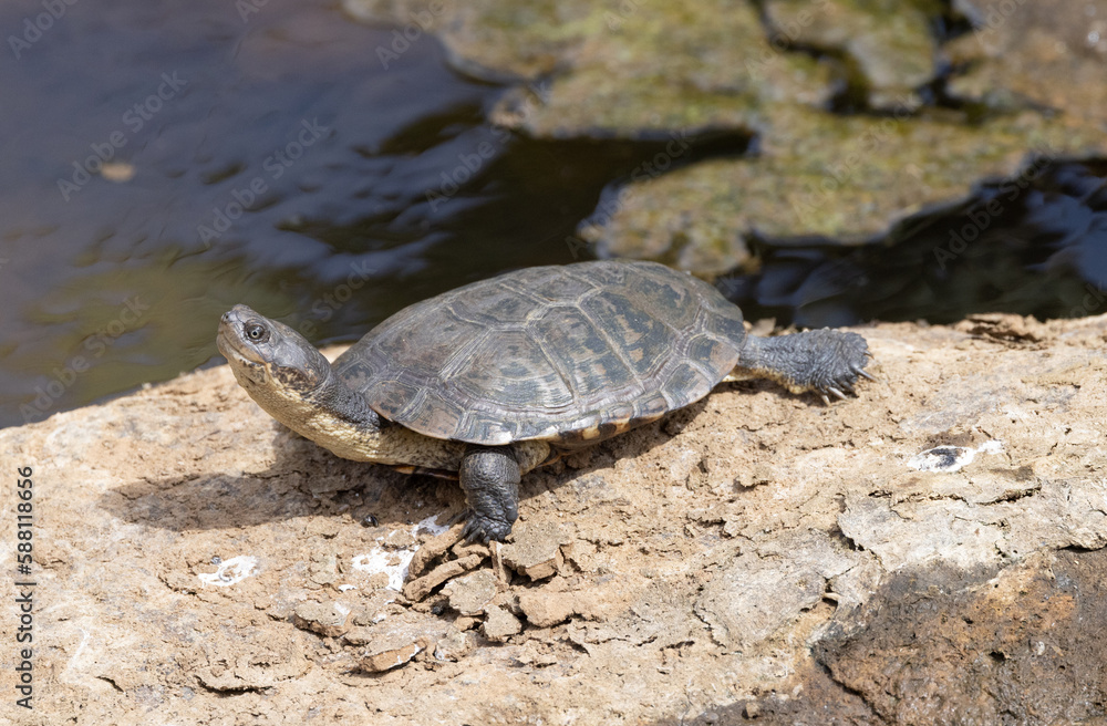 Obraz premium Pond turtle taking a sunbath