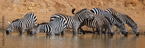 Common Zebra Drinking Water