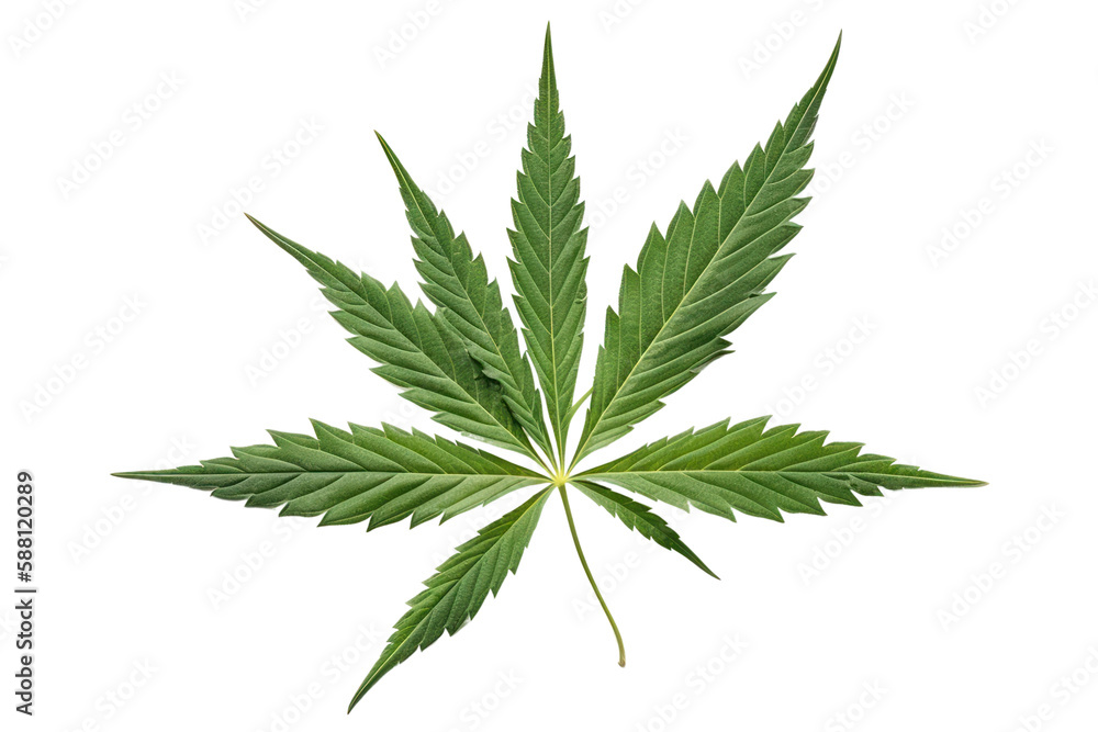 Cannabis leaf isolated on white transparent background, PNG, Generative AI Cannabis leaf isolated on white transparent background, PNG, Generative AI