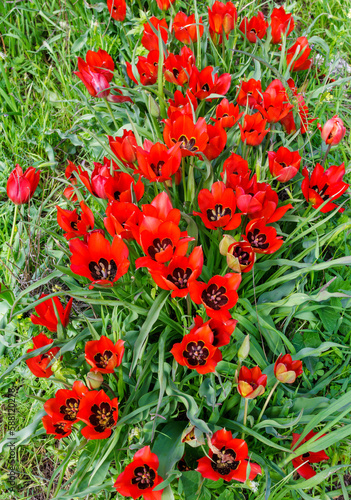 Large buds of red tulips on a green field. Fresh opened buds of red tulips. Lots of flowers on the plantation.