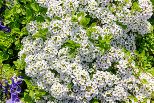 Many white and purple garden flowers close up as a beautiful natural background, selective focus