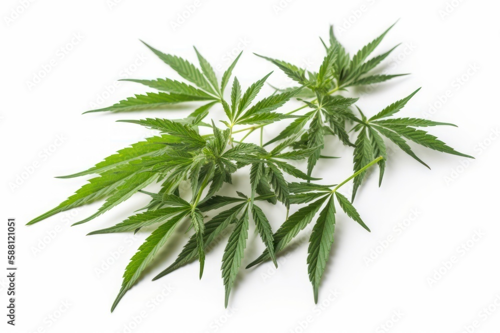 Obraz premium Cannabis leaf isolated on white background, Generative AI