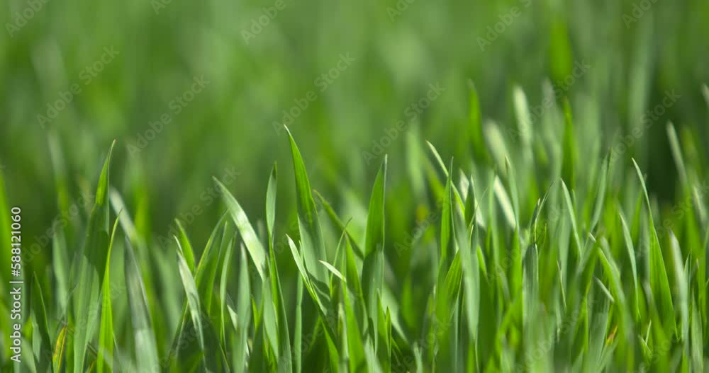 Green grass blades sway gently in wind breeze garden farm turf close up slow motion Green grass blades sway gently in wind breeze garden farm turf close up slow motion