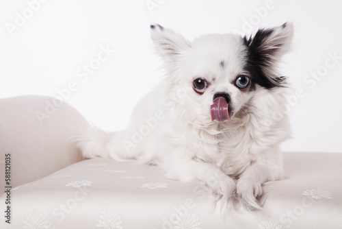 Long haired Chihuahua on a white bench isolated on a white background. Long hair chihuahua posing on a white satin bench in a studio white on white. © Sonia