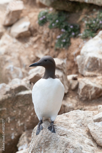 The common murre or common guillemot (Uria aalge) in Ireland.