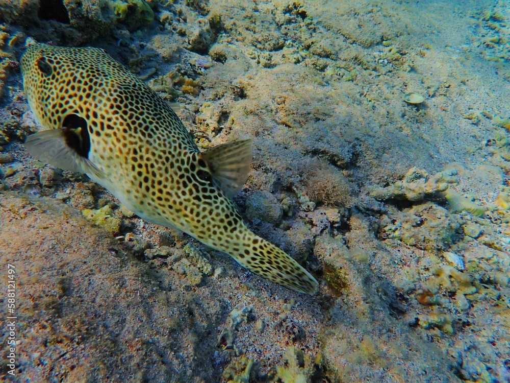 Tropical fish and coral reef near Jaz Maraya, Coraya bay, Marsa Alam, Egypt Tropical fish and coral reef near Jaz Maraya, Coraya bay, Marsa Alam, Egypt