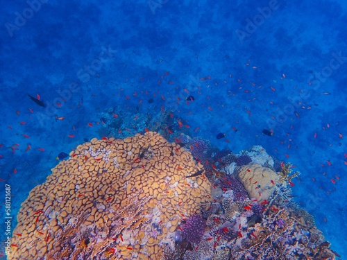 Tropical fish and coral reef near Jaz Maraya, Coraya bay, Marsa Alam, Egypt photo