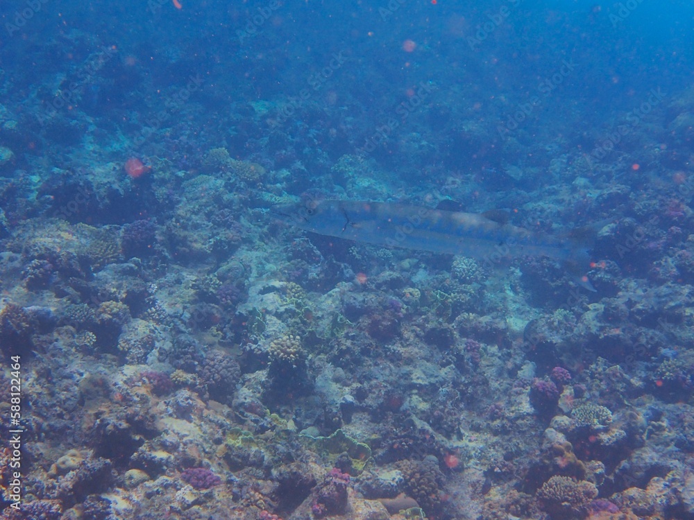 Fototapeta premium Tropical fish and coral reef near Jaz Maraya, Coraya bay, Marsa Alam, Egypt