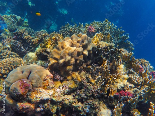 Tropical fish and coral reef near Jaz Maraya, Coraya bay, Marsa Alam, Egypt